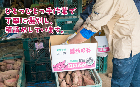 さつまいも 紅はるか 5kg 2Lサイズ 茨城県下妻市産 【 紅はるか べにはるか さつまいも サツマイモ 甘薯 かんしょ 】 