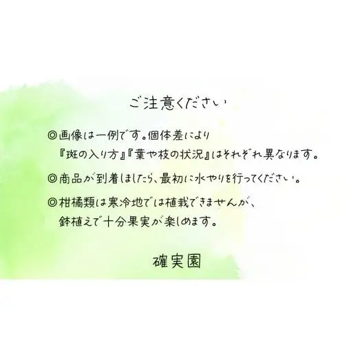 レモン の 苗 8号ポット 1点 