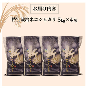 R7年産先行予約 コシヒカリ 20kg 5kg 4袋 特別栽培米 先行予約 コンテスト 入賞米 米 おこめ お米 ブランド米 ご飯 ごはん オニギリ お弁当 玄米 対応可 kome 送料無料 数量限定 農家直送 産地直送 国産 川瀬農園 新潟 新発田 kawase002_02