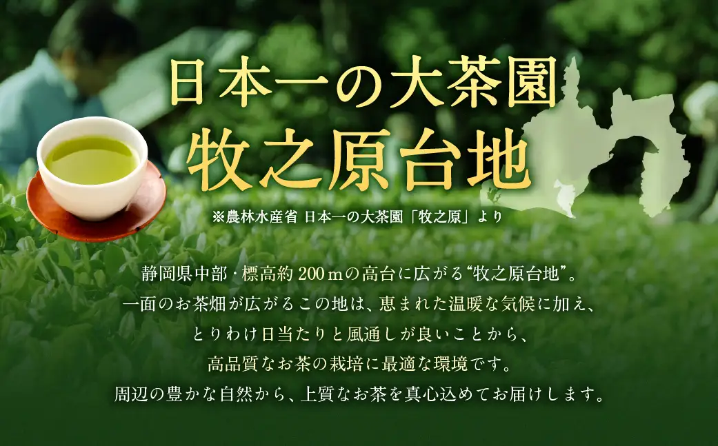 深蒸し菊川茶（5袋 計500g）とフィルターインボトル（1本）セット ｜ お茶 日本茶 煎茶 深蒸し茶 飲み物 静岡県 菊川市 牧之原産 静岡茶