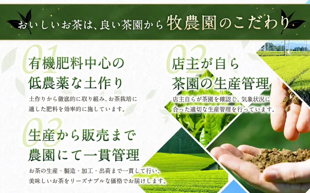 深蒸し茶2種＆急須セット ｜ お茶 日本茶 やぶきた茶 緑茶 煎茶 深蒸し茶 透明急須 牧之原産 静岡茶 静岡県 菊川市