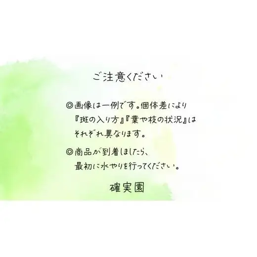 アンスリウム 5号ポット 1点