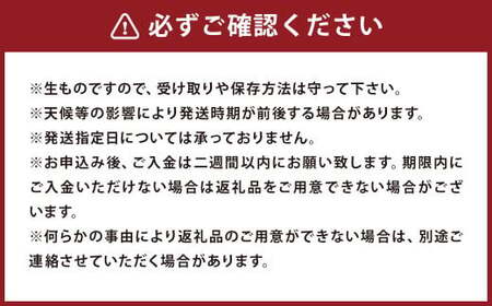 球磨栗（鬼皮付き） 約2kg 【2026年9月下旬～10月下旬発送予定】栗 くり クリ 鬼皮 旬 お取り寄せ