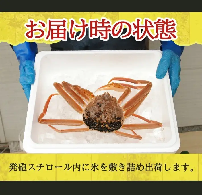 生・本ズワイガニ 1匹 500g程度 遊佐沖 10月中旬～12月下旬頃お届け 冷蔵便 ※着日指定・離島（沖縄県を含む）発送不可 1人前 東北 山形県 庄内地方 日本海 カニ 蟹 かに 海産物 シーフード 海鮮 新鮮 鮮魚 まるごと 生食 刺身 ボイル 焼き 期間限定 [853]