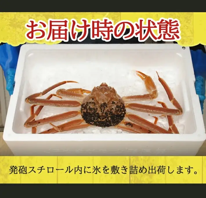 生・本ズワイガニ 1匹 800g程度 遊佐沖 10月中旬～12月下旬頃お届け 冷蔵便 ※着日指定・離島（沖縄県を含む）発送不可 2人前 3人前 東北 山形県 庄内地方 日本海 カニ 蟹 かに 海産物 シーフード 海鮮 新鮮 鮮魚 まるごと 生食 刺身 ボイル 焼き 期間限定 [855]