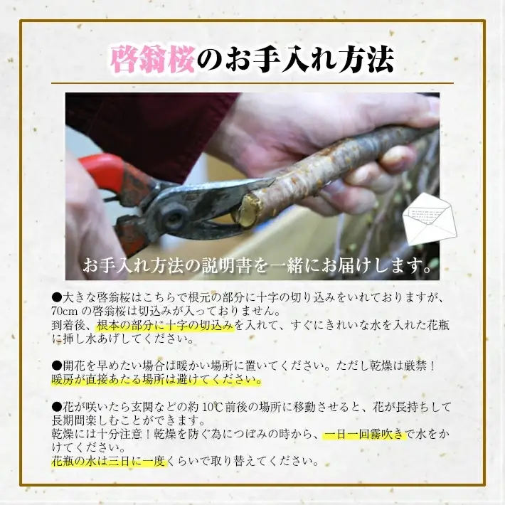 啓翁桜 約100cm×10本（12月下旬発送）※着日指定不可 東北 山形県 遊佐町 庄内地方 桜 木 植物 枝 切り花 花束 お花 室内 リビング 玄関 アレンジにも お正月飾り 冬 春 新春 迎春 新年 成人の日 成人式 卒業 卒園 退職 ピンク [292M12c]