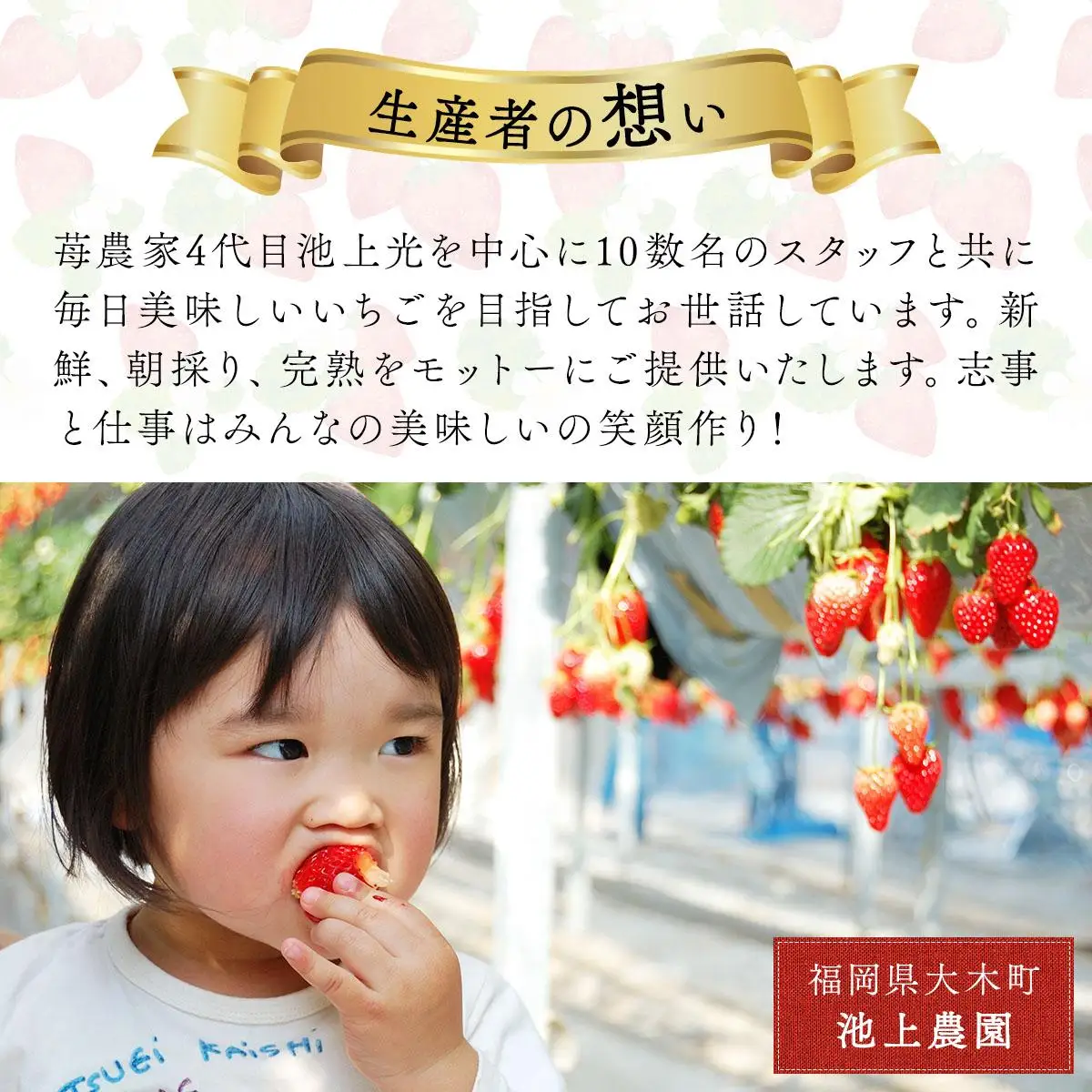 【ふるなび限定】桐箱入り高級あまおうギフト(9～15玉)450g いちご  苺 FN-Limited-SP BD015