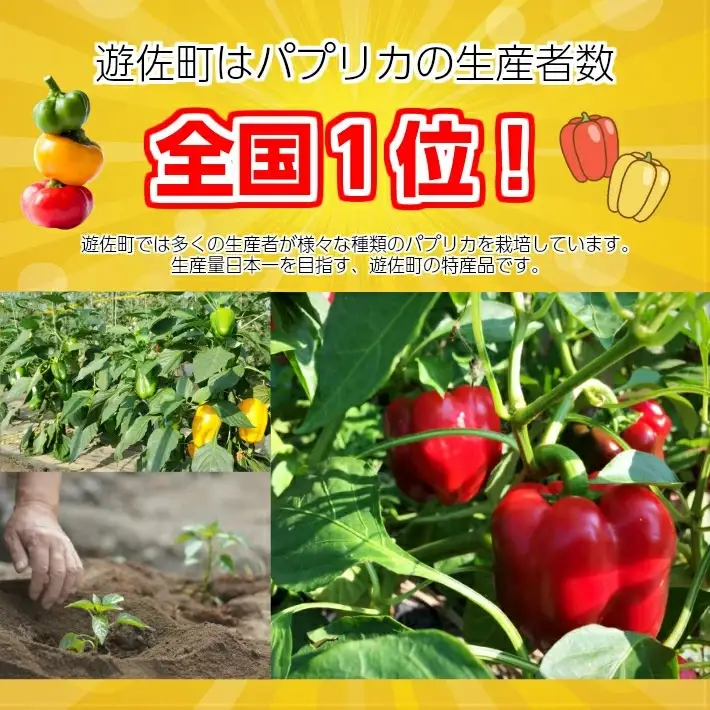 パプリカアラカルト 2kg 山形県遊佐産 2026年7月上旬～11月下旬頃お届け ※着日指定不可 野菜 パプリカ 東北 山形県 遊佐町 庄内 夏 秋 [1220]