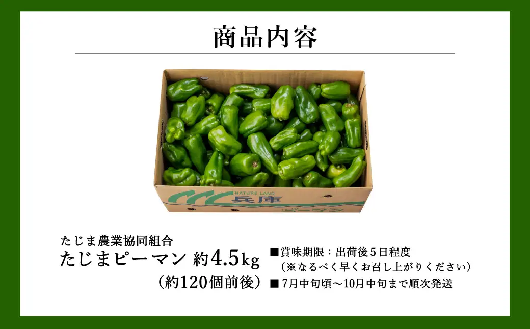 【数量限定】 たじまピーマン 約4.5kg / 7月中旬から順次発送 肉厚 ピーマン 肉詰め 新鮮 野菜 産地直送 やさい 苦みが少ない 甘みが強い 歯ごたえが良い 濃い緑 夏秋ピーマン