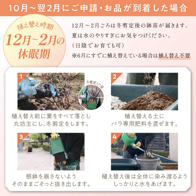 【イングリッシュローズ】デビッド・オースチン クレア・オースチン 6L鉢苗（バラ専用肥料付）【025D-017】