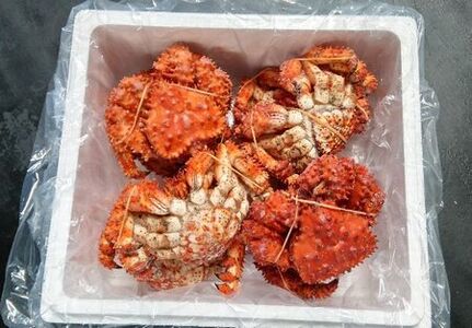 【北海道根室産】花咲ガニ350g×8尾 C-57048