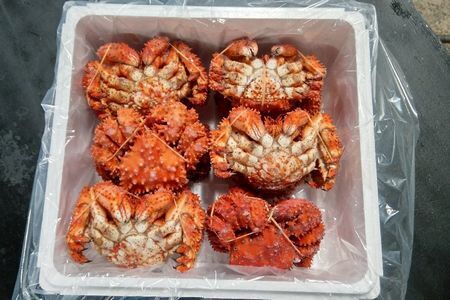 【北海道根室産】花咲ガニ12尾(計3.6kg前後) C-57051