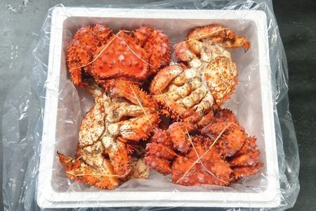 【北海道根室産】花咲ガニ8尾(計3.2kg前後) C-57053
