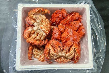 【北海道根室産】花咲ガニ7尾(計3.0kg前後) C-57054