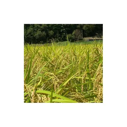 【兵庫県佐用町産】さよひめ営農のお米 15kg キヌムスメ/玄米