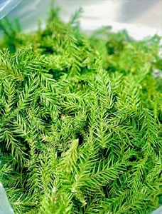 大雄杉®　Aroma Water　芳香蒸留水【 水 みず ウォーター 神奈川県 南足柄市 】