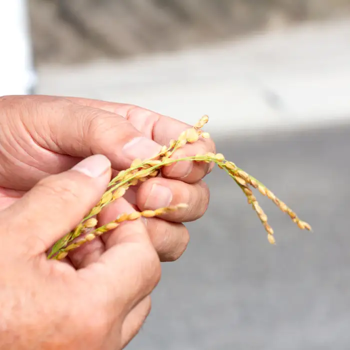 島根県飯南町産 こしひかり（2kg×4袋）【 米 新米 コシヒカリ  ブランド米 小分け 便利 贈答用 プレゼント 精米 玄米 選択可能 】