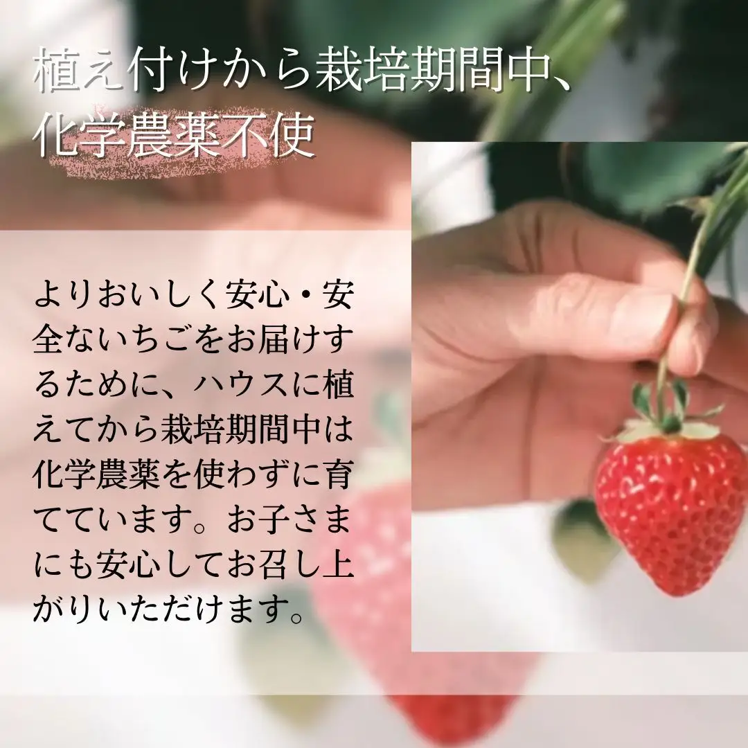 越後姫 苺 チーズケーキアイス 6個入り 冷凍 苺