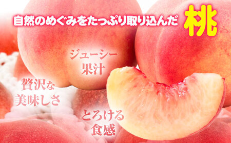 【先行予約】桃 紀の川市産 約1kg(3玉) 紀農人株式会社《2027年6月下旬-7月下旬頃出荷》和歌山県 紀の川市 果物 フルーツ 桃 もも モモ 旬