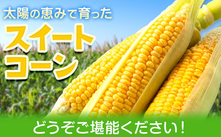 スイートコーン 7～8本 350g前後 わらく農園《2027年6月上旬-6月末頃出荷》