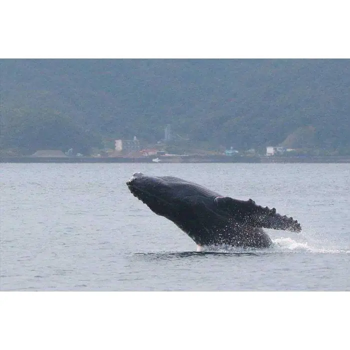 奄美大島　ゆったり見れるホエールウォッチング(6時間）