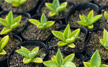 アデニウム アラビカム ＆ アガベ sp. ピロン クバ 各1株 Adenium arabicum ＆ Agave sp pilon kuba 長与町/アグリューム[EAI208] 