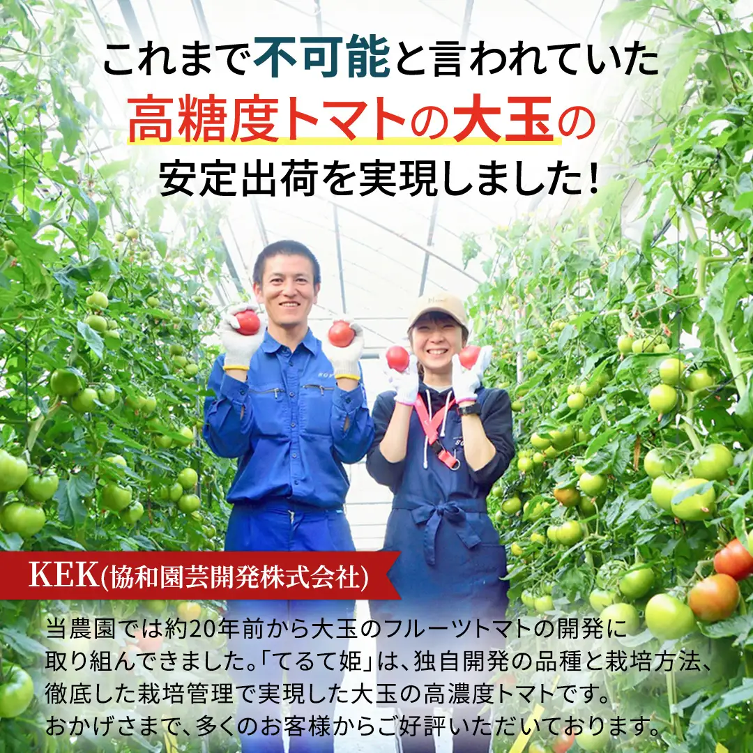 《 2027年 収穫分 》2～6月配送 スーパーフルーツトマト てるて姫 大箱 約2.6kg × 1箱 【20～35玉/1箱】 糖度9度以上 先行予約 フルーツトマト ブランドトマト 野菜 ギフト 贈答 青空レストラン アド街ック天国 グッドモーニング 黄金のワンスプーン 昼めし旅 [BC085sa]