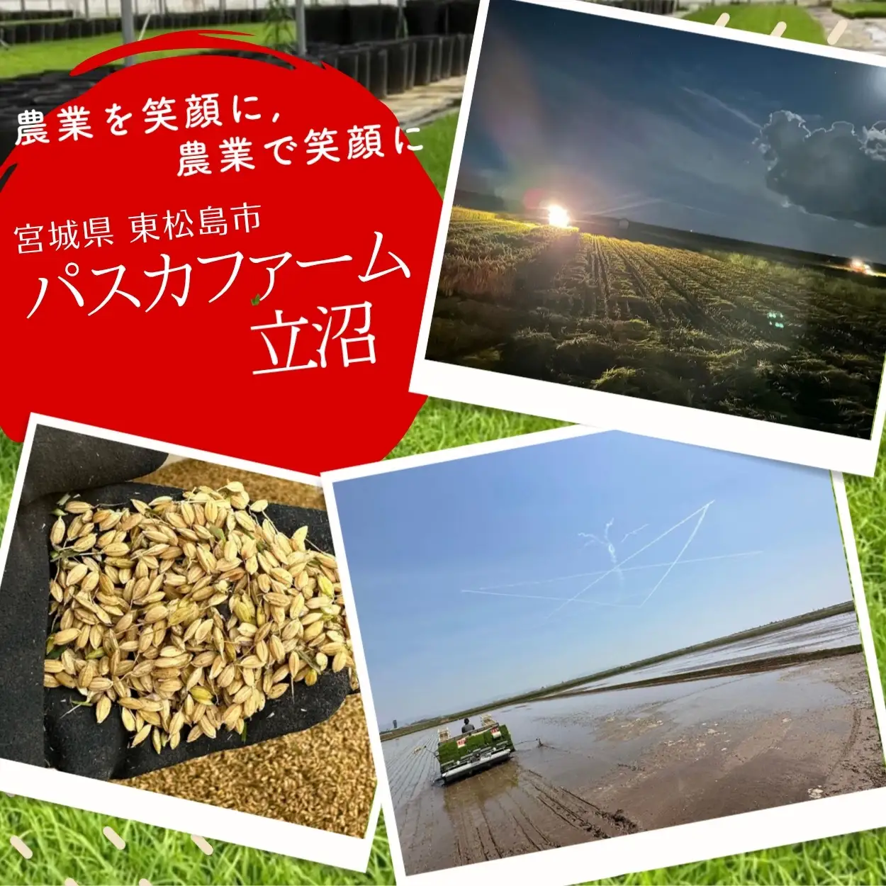 【先行予約】 ササニシキ 精米 10kg 令和8年  宮城県産 パスカファーム B ササニシキ