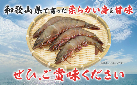 えび 紀州和歌山産 天然足赤えび 540g 
