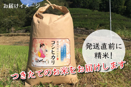 【令和7年産・先行受付】令和7年産 新米 コシヒカリ 白米 約8.5kg 岐阜県 東白川村産