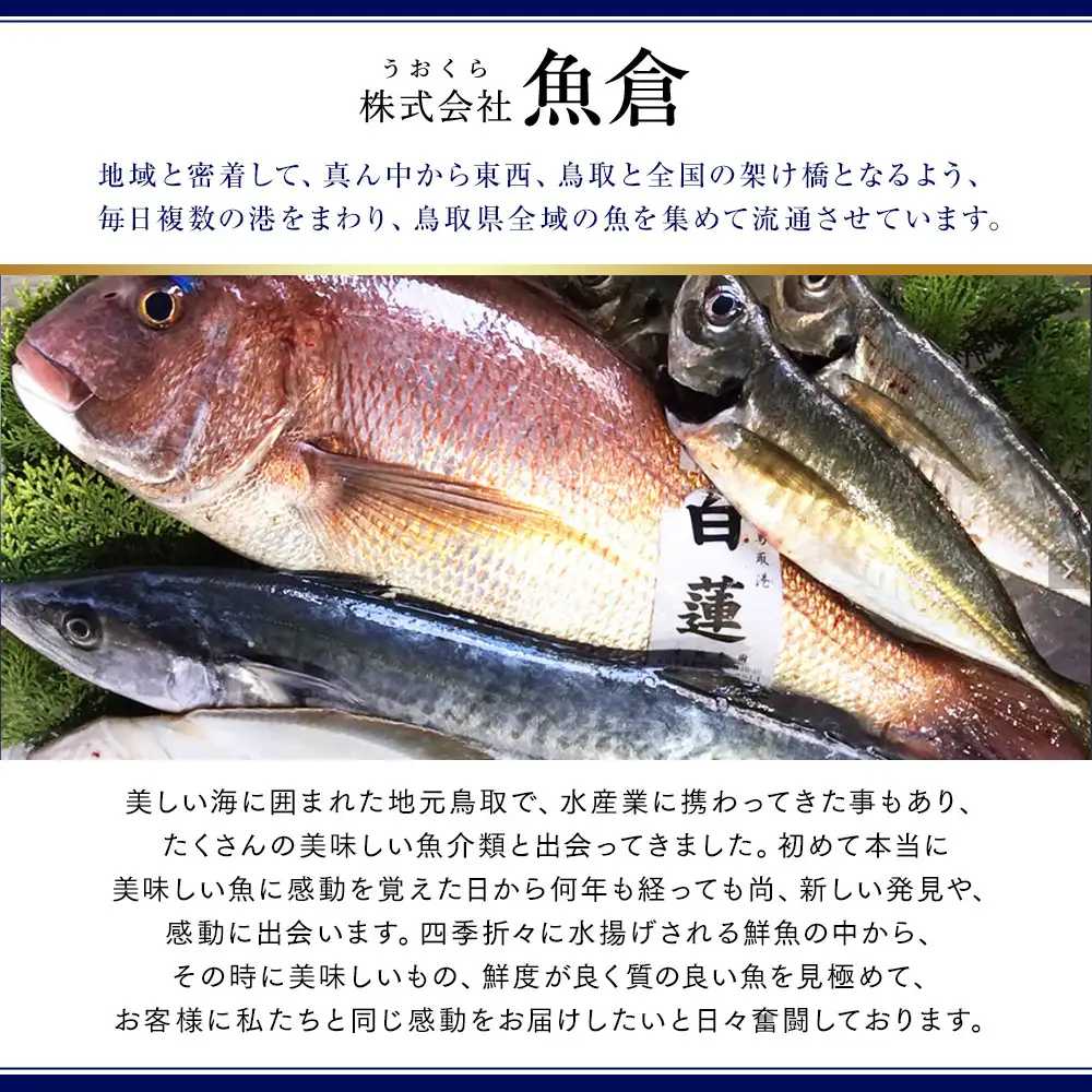 【ボイル】タグ付き 松葉ガニ 中1枚（700g前後） |  カニ 松葉ガニ タグ付き 【着日指定不可】※2026年11月上旬～2027年3月下旬頃に順次発送予定
