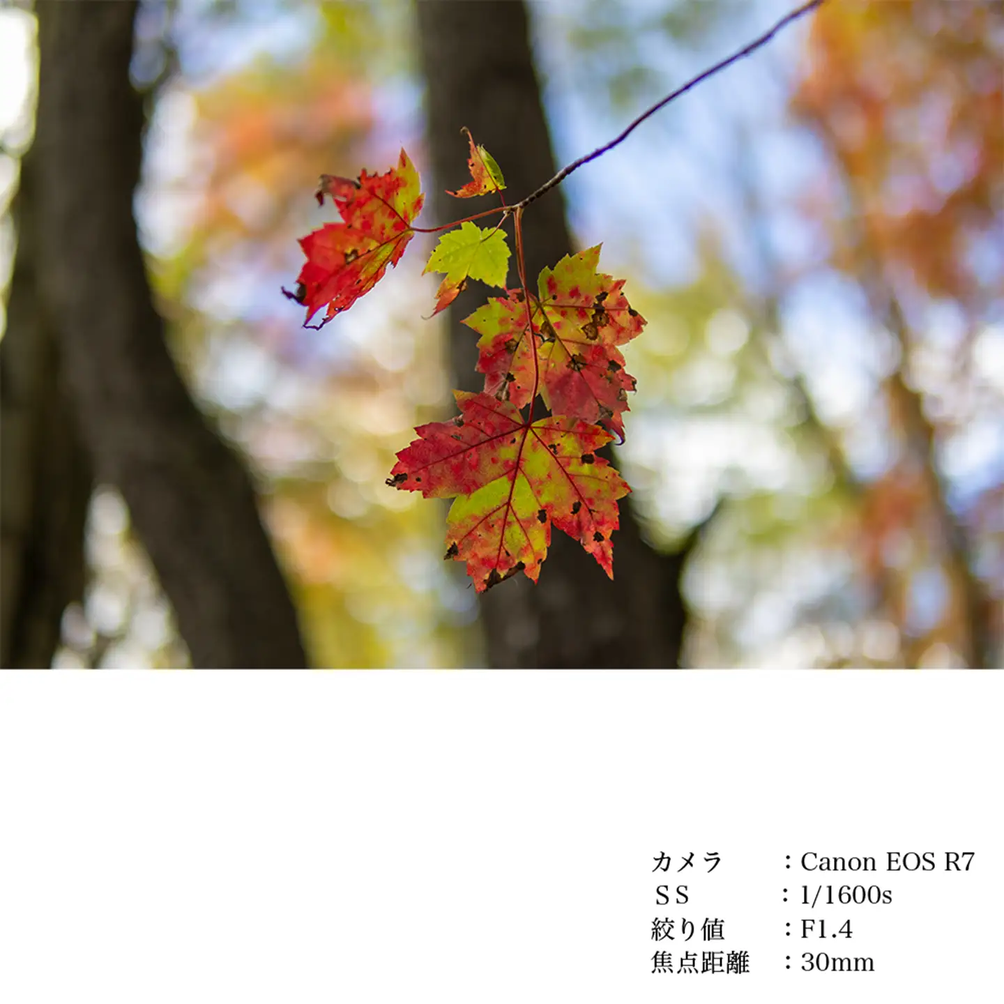 SIGMA 30mm F1.4 DC DN | Contemporary【キヤノンRFマウント】（数量限定）
