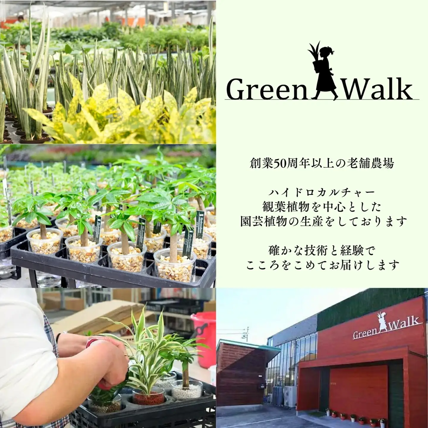 ストーンウッドプレート ブラウン 土無し インテリア 緑 グリーン 植物 簡単 初心者 かわいい 自然 おしゃれ 送料無料 Green Walk グリーンウォーク 愛知県 豊橋市