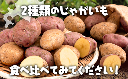 紅白じゃがいも 北海こがね レッドムーン 計5kg 若林農場《11月上旬から翌3月中旬まで順次発送》 じゃがいも 紅白じゃがいも じゃがいも じゃがいも 北海道じゃがいも