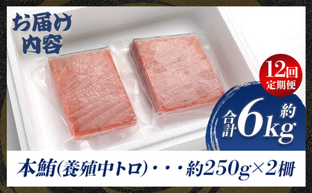 【定期便/計12回】本マグロ中トロ500g（計6kg）【まぐろまぐろまぐろまぐろまぐろまぐろまぐろまぐろまぐろまぐろまぐろまぐろまぐろまぐろまぐろまぐろまぐろまぐろまぐろまぐろまぐろまぐろまぐろまぐろまぐろまぐろまぐろまぐろまぐろまぐろまぐろまぐろまぐろまぐろまぐろまぐろまぐろまぐろまぐろまぐろまぐろまぐろまぐろまぐろまぐろまぐろまぐろまぐろまぐろまぐろまぐろまぐろまぐろまぐろまぐろまぐろまぐろまぐろまぐろまぐろまぐろまぐろまぐろまぐろまぐろまぐろまぐろまぐろまぐろまぐろまぐろまぐろまぐろまぐろまぐろまぐろまぐろまぐろまぐろまぐろまぐろまぐろまぐろまぐろまぐろまぐろまぐろまぐろまぐろまぐろまぐろまぐろまぐろまぐろまぐろまぐろまぐろまぐろまぐろまぐろまぐろまぐろまぐろまぐろまぐろまぐろまぐろまぐろまぐろまぐろまぐろまぐろまぐろまぐろまぐろまぐろまぐろまぐろまぐろまぐろまぐろまぐろまぐろまぐろまぐろまぐろまぐろまぐろまぐろまぐろまぐろまぐろまぐろまぐろまぐろまぐろまぐろまぐろまぐろまぐろまぐろまぐろまぐろまぐろまぐろまぐろまぐろまぐろまぐろまぐろまぐろまぐろまぐろまぐろまぐろまぐろまぐろまぐろまぐろまぐろまぐろまぐろまぐろまぐろまぐろまぐろまぐろまぐろまぐろまぐろまぐろまぐろまぐろまぐろまぐろまぐろまぐろまぐろまぐろまぐろまぐろまぐろまぐろまぐろまぐろまぐろまぐろまぐろまぐろまぐろまぐろまぐろまぐろまぐろまぐろまぐろまぐろまぐろまぐろまぐろまぐろまぐろまぐろまぐろまぐろまぐろまぐろまぐろまぐろまぐろまぐろまぐろまぐろまぐろまぐろまぐろまぐろまぐろまぐろまぐろまぐろまぐろまぐろまぐろまぐろまぐろまぐろまぐろまぐろまぐろまぐろまぐろまぐろまぐろまぐろまぐろまぐろまぐろまぐろまぐろまぐろまぐろまぐろまぐろまぐろまぐろまぐろまぐろまぐろまぐろまぐろまぐろまぐろまぐろまぐろまぐろまぐろまぐろまぐろまぐろまぐろまぐろまぐろまぐろまぐろまぐろまぐろまぐろまぐろまぐろまぐろまぐろまぐろまぐろまぐろまぐろまぐろまぐろまぐろまぐろまぐろまぐろまぐろまぐろまぐろまぐろまぐろまぐろまぐろまぐろまぐろまぐろまぐろまぐろまぐろまぐろまぐろまぐろまぐろまぐろまぐろまぐろまぐろまぐろまぐろまぐろまぐろまぐろまぐろまぐろまぐろまぐろまぐろまぐろまぐろまぐろまぐろ】  Woo-0025