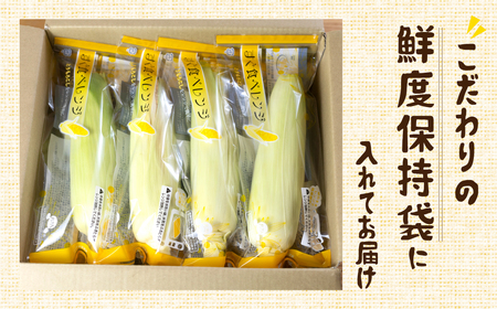 《先行予約》白い極甘とうもろこし 8本 朝採り とうもろこし