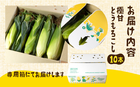 《先行予約》白い極甘とうもろこし 10～12本 朝採り とうもろこし