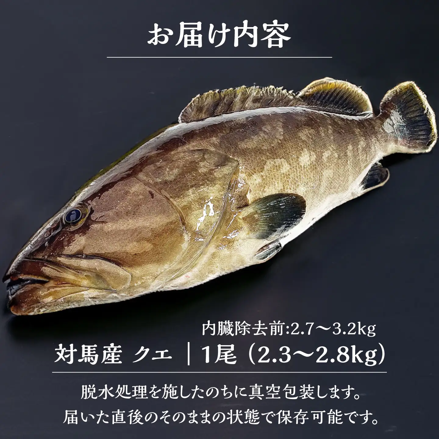 【1週間以内発送】対馬産クエ 丸ごと1匹 2.3kg以上！[WCN005]直送 新鮮 マルモン 鍋 くえ アラ  スピード発送 最速発送 最短発送