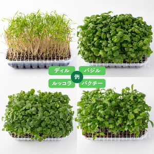 マイクロ野菜 品種が選べる 4点セット 多治見市 / 諏訪農林[TDO005]
