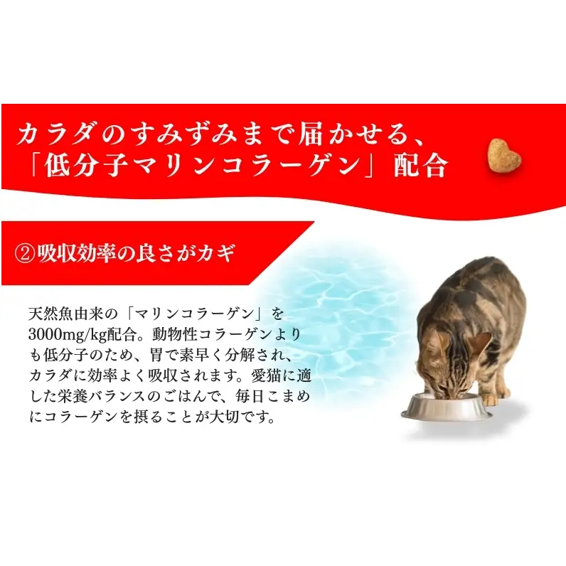 日本ペットフード ビューティープロ キャット 避妊・去勢後用 560g（80g×7袋入）×10袋（ケース） キャットフード