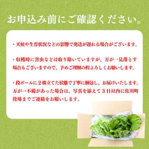 【ふるさと納税】事前予約受付中 ＜佐川町産 白菜 2～３株（約5kg）＞ 高知 新鮮 野菜 お鍋用 シチュー用 【常温】＜2026年12月以降お届け＞