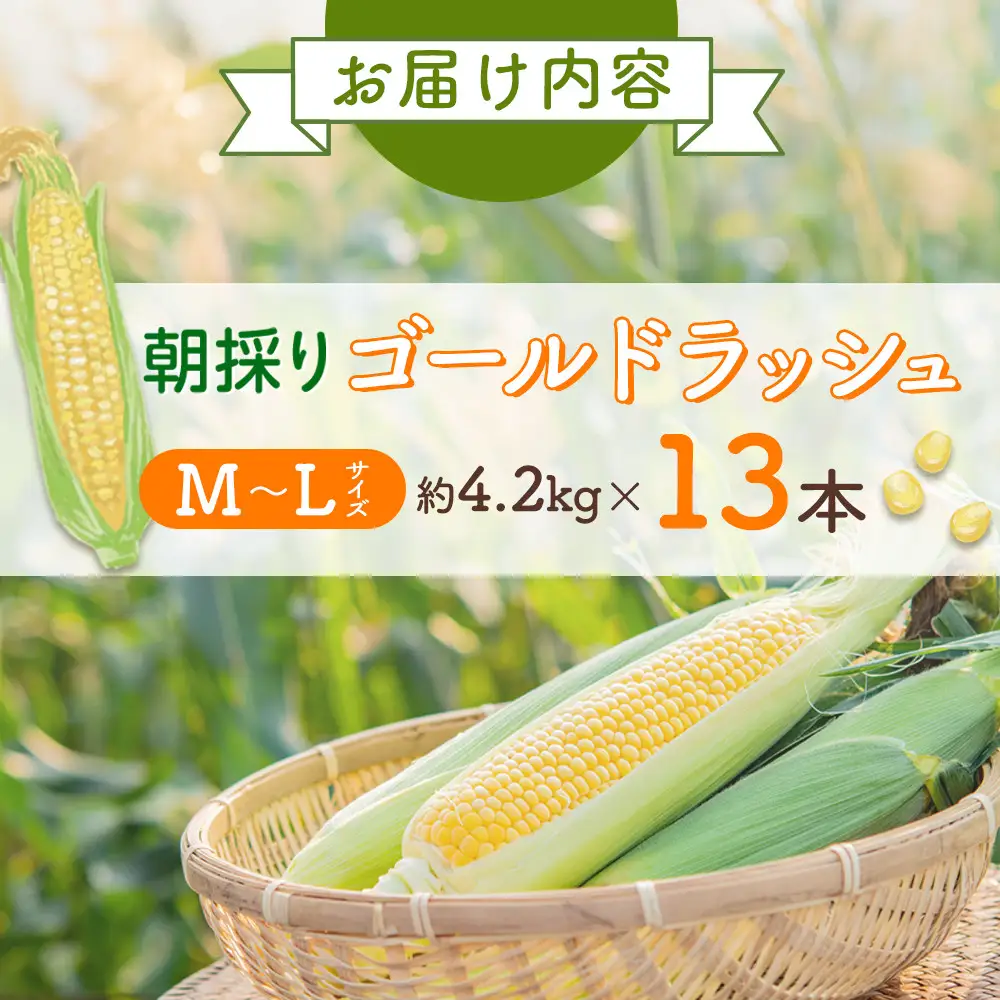 【先行予約】朝採り　とうもろこし　ゴールドラッシュ　4.2kg（M～Lサイズ× 13本）（2026年8月中旬から順次発送）| とうもろこし 北海道産 _04658