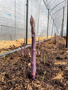 【朝採新鮮】紫アスパラガス1.0kg（Lサイズ以上）【2027年2月～4月末発送】 CC04
