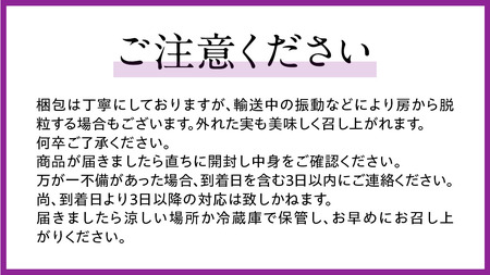 《 2026年 収穫分 》 種なし ぶどう 食べ比べ 2kg 3房 ～ 6房 (桜川市・石岡市共通返礼品) 先行予約 石田ぶどう園 国産 茨城県 桜川市 ぶどう ブドウ 葡萄 果物 くだもの フルーツ 旬 人気 採れたて 新鮮 産地直送 贈答 ギフト セット 詰合せ 詰め合わせ [FB011sa]