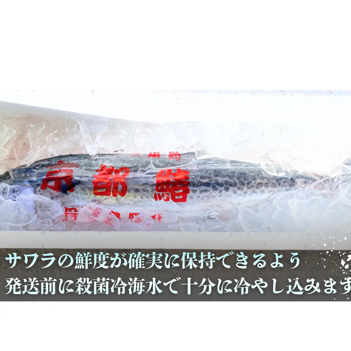 サワラ 一本釣 特選船上活〆 サワラ