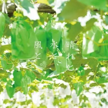 訳ありぶどう 悟紅玉 旧ゴルビー 2～3房 合計1.2kg以上  岡山県産 ぶどう