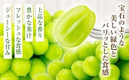 岡山県産 シャインマスカット 晴王 2房 約1.2kg【2026年9月上旬-10月下旬 発送予定】｜種無し 皮ごと食べる 旬の美味しさ フレッシュ 先行予約 ハレノフルーツ