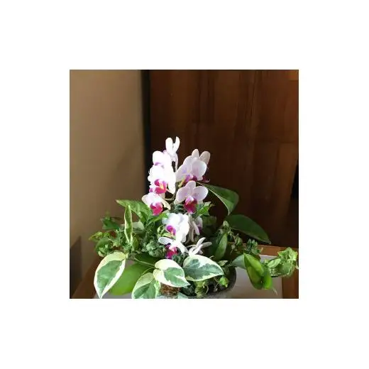 Kanonの「ギャザリング」胡蝶蘭&Greenの寄せ植え / 植物 胡蝶蘭 観葉植物 ギャザリング 送料無料