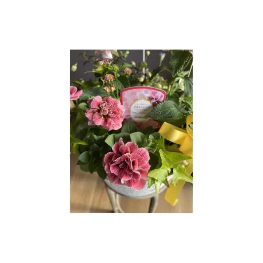 Kanonのおまかせ季節の寄せ植え / 植物 寄せ植え お花 リーフ 贈答 ギフト 送料無料