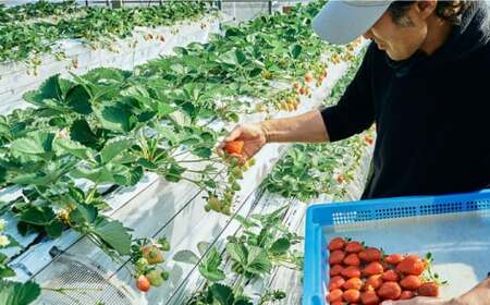 【先行受付】【農家直送！】 農家おまかせ訳あり 270g×2パック【2027年1月以降順次発送】 糸島市 / みのりのりん [ABD004]